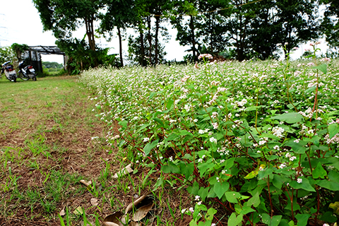 [-]Người[-]đàn[-]ông[-]trồng[-]vườn[-]hoa[-]TAM[-]GIÁC[-]MẠCH[-]giữa[-]Hà[-]Nội